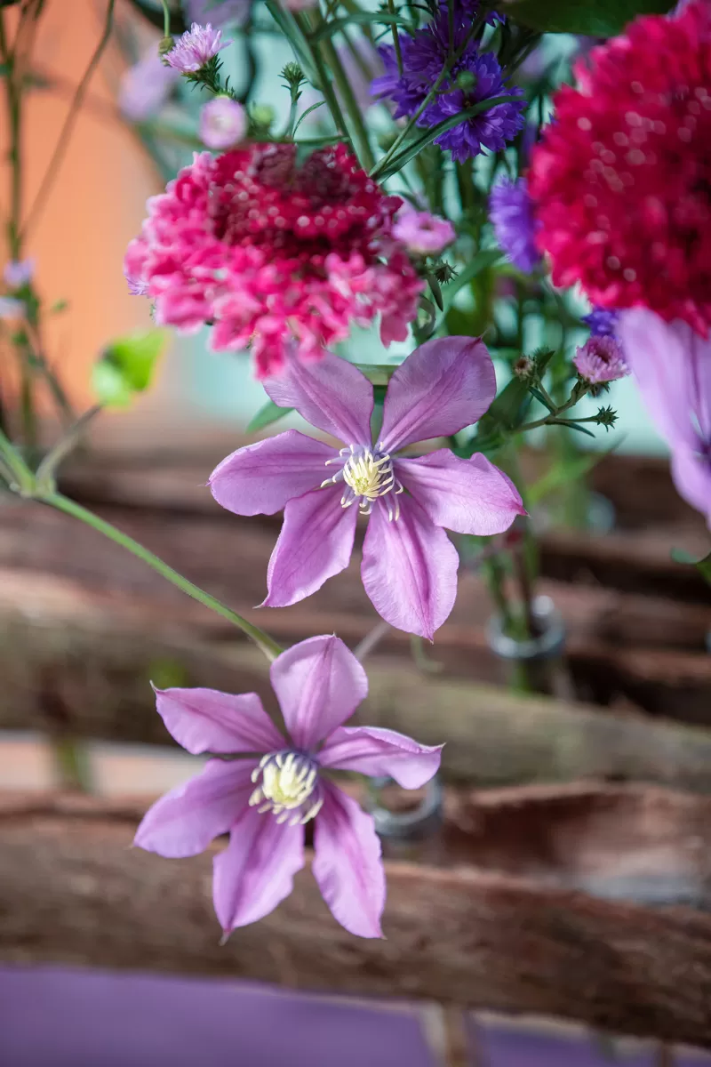 Clematis Amazing® Tokyo nominated! | Marginpar